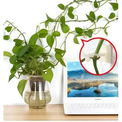 Plant Climbing Wall Fixture