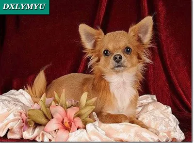 Photos Lovely Chihuahua Dog Diamond with Diamond embroidery Rhinestones  decoration Crafts room sets Diamond Diamond Mosaic Painting
