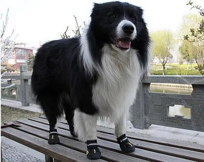 Big Dog Shoes Non-slip Wear Dog Shoes Pet Shoes
