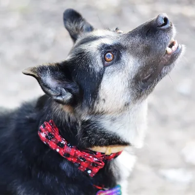 Christmas snowflake red bow collar