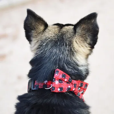 Christmas snowflake red bow collar