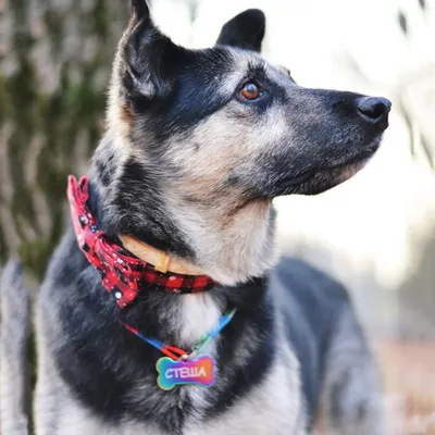 Christmas snowflake red bow collar