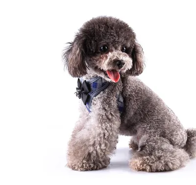 Small dog leash chest strap