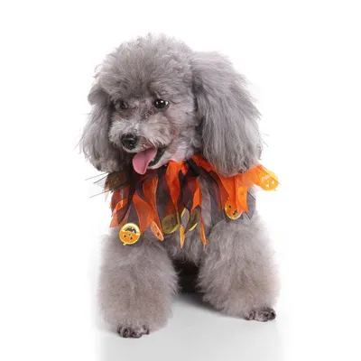 Pet christmas hat bib