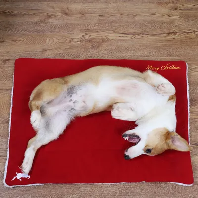 Christmas Pet Mat Super Soft Dog Mat For Christmas