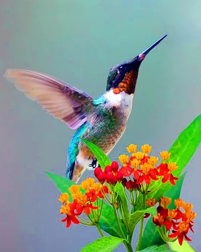 Flower And Bird Crafts, Digital Painting, Painting On Canvas, Hand-painted Art Painting