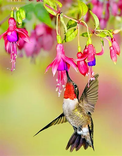 Flower And Bird Crafts, Digital Painting, Painting On Canvas, Hand-painted Art Painting