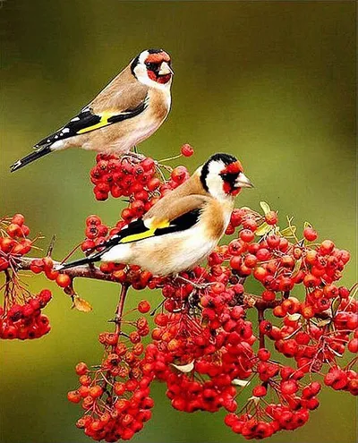 Flower And Bird Crafts, Digital Painting, Painting On Canvas, Hand-painted Art Painting