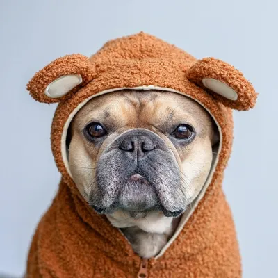 Pet Fashion Brand Fleece-lined Warm Ear-standing Sweater