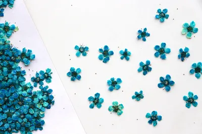DIY Handmade Materials For Pressed Dried Plant Specimens Of Seabuckthorn Flowers