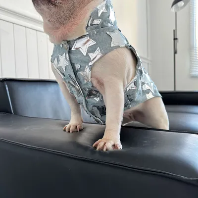 Pet Cat And Dog Summer Thin Denim Vest Jacket