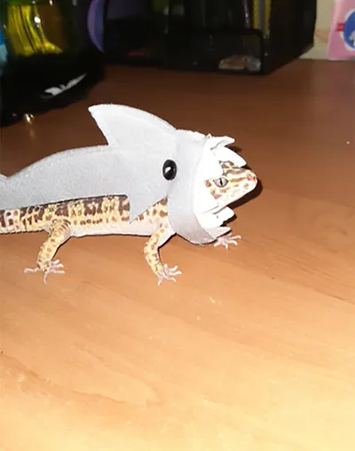 Lizard Felt Cloth Shark Pack Minipet Supplies