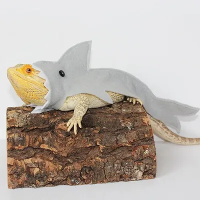 Lizard Felt Cloth Shark Pack Minipet Supplies