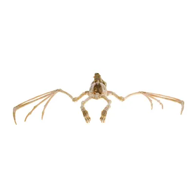 Halloween Horror Animal Bat Skeleton Decoration