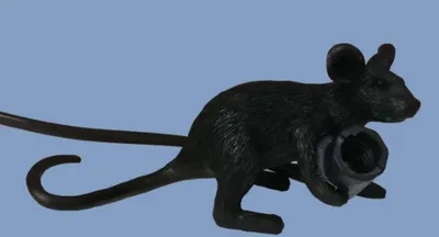 Mouse light
