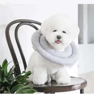 Pet anti-licking ring