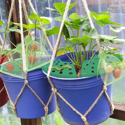 8Pcs Strawberry Plant Support With Bags