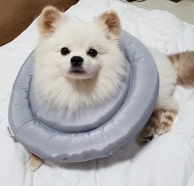 Pet anti-licking ring
