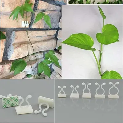 Plant Climbing Wall Fixture