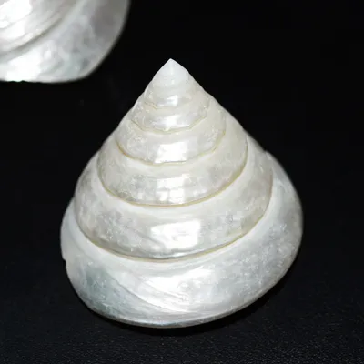 Natural Conch White Tower Snail Craft Specimen Accessories Decorative Ornaments