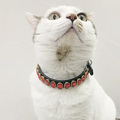 Retro Dog Rope Cat Collar Pet Supplies
