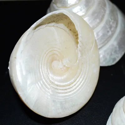 Natural Conch White Tower Snail Craft Specimen Accessories Decorative Ornaments