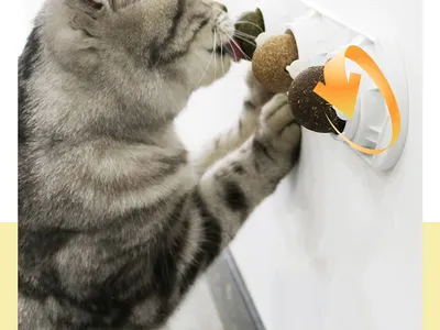 Cat Self-hey Toy Molar Supplies