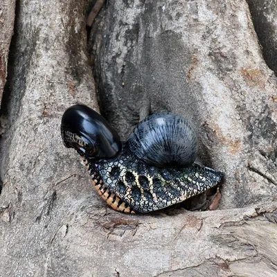 Snail Home Decoration Garden Design Evil Snail Resin Crafts Snail Decoration