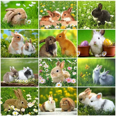 Diamond Painting Rabbit Craft Kit Full Square Round