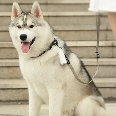 Pick Up Dog Toilet Trash Bag