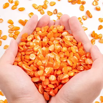 Small Natural Crushed Shells For Crafts About 2LB 900g 31.74oz DIY Beaching Wedding Decoration Vase Fillers