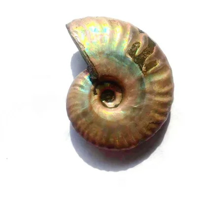 Colorful Snail Pendant Pendants Home Decoration Ornaments