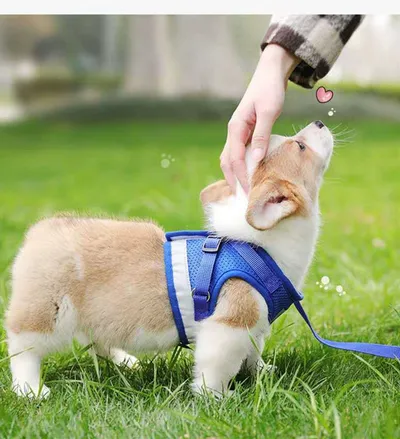 Pet Leash Breathable Mesh Chest Back