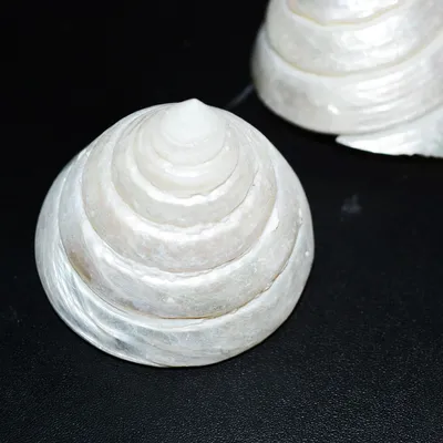 Natural Conch White Tower Snail Craft Specimen Accessories Decorative Ornaments