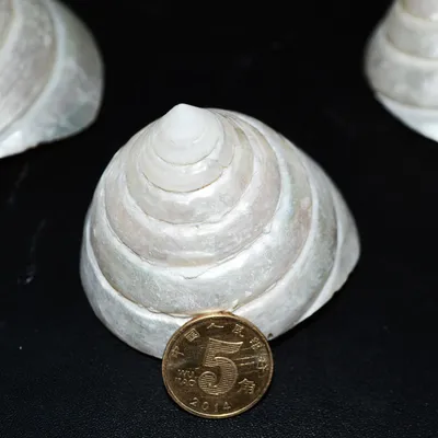 Natural Conch White Tower Snail Craft Specimen Accessories Decorative Ornaments