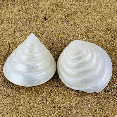 Natural Conch White Tower Snail Craft Specimen Accessories Decorative Ornaments