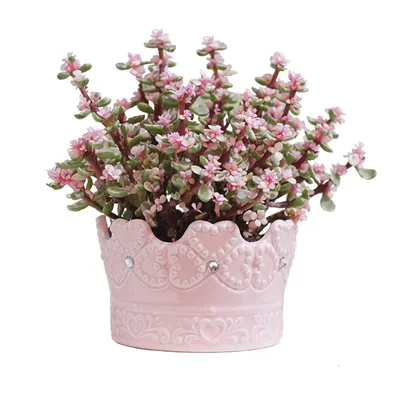 Modern All-match Potted Ceramic Succulent Plant Pot