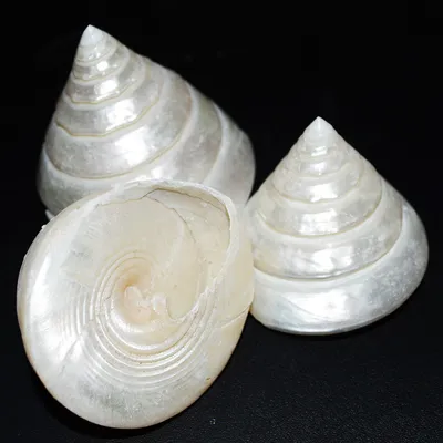 Natural Conch White Tower Snail Craft Specimen Accessories Decorative Ornaments